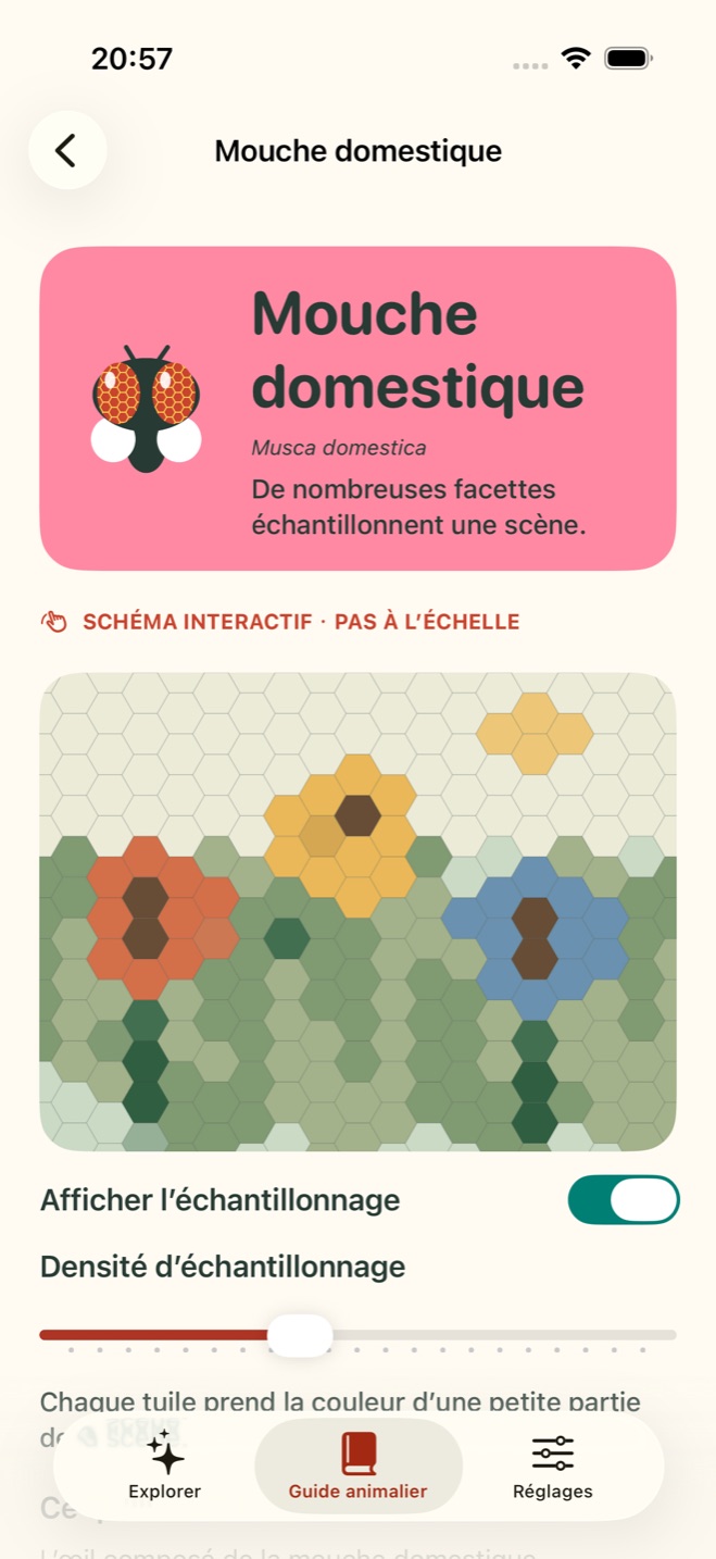 Étude interactive TaSee de l’œil de la mouche